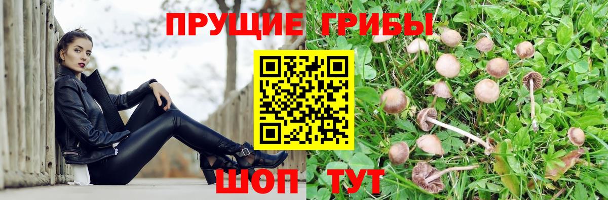 Корсаков  Галлюциногенные грибы Psilocybine cubensis  Вход с VPN 